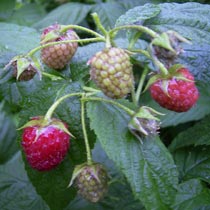 Autumn fruiting raspberry