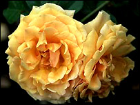The Raymond Carver rose