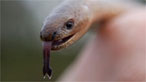 Slow worm
