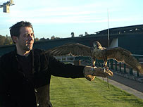 Sean Hughes with a Peregrine Falcon