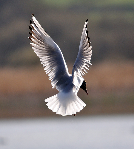 graceful gull by jad goldie