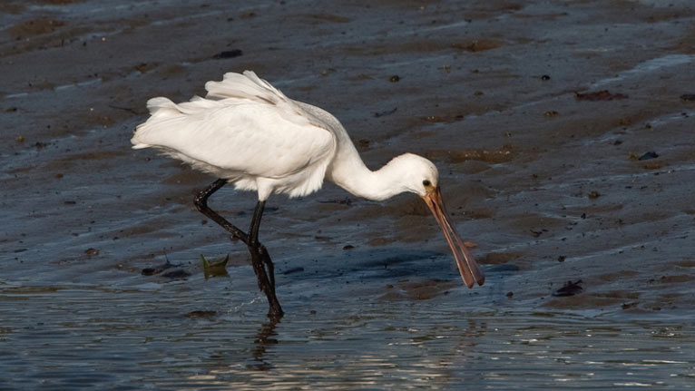 Spoonbill