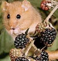dormouse