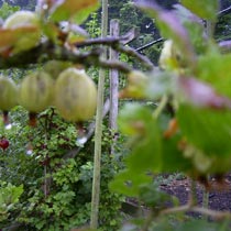 Gooseberries