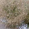Deschampsia