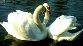 Swans