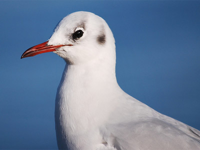 Black-headed gull by Linda Edwards.