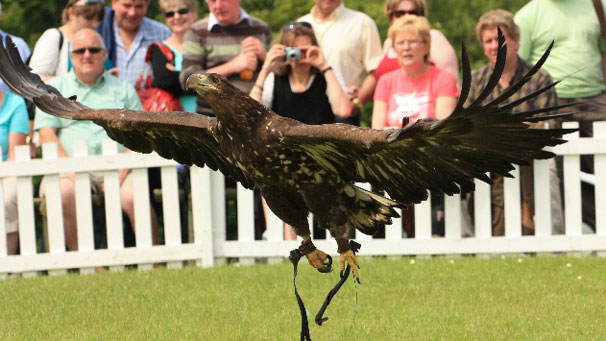 Moray the white-tailed sea eagle