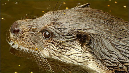 Otter c/o Kevin O'Hara