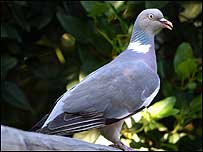 Wood Pigeon