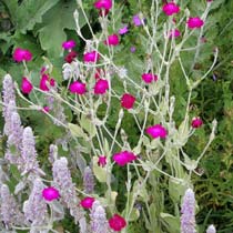 Lychnis coronaria