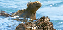 iguanas