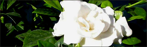 GARDENIA JASMINOIDES