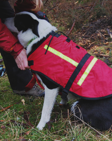 Dog wearing brightly coloured jacket