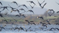 Brent Geese by Richard Taylor- Jones