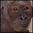 Pierolapithecus catalaunicus 