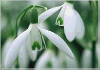 Snowdrop