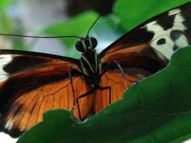 Beauty great and small