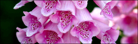 Foxgloves