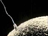 Sperm fertilising human egg