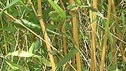 Phyllostachys aurea