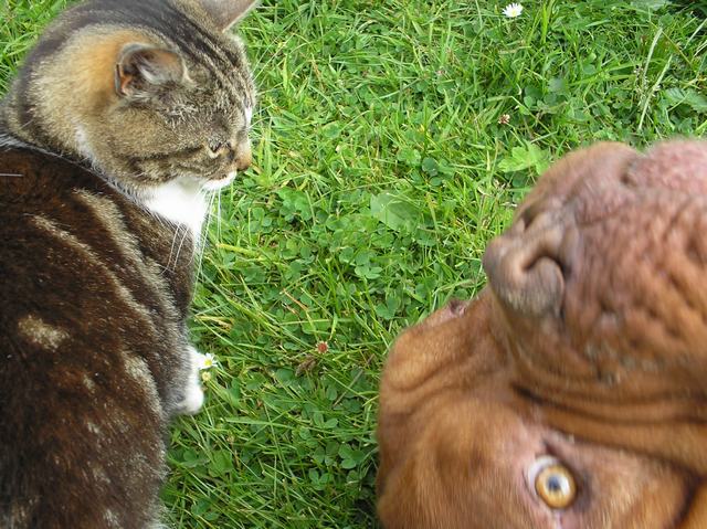 Relaxing with the cat