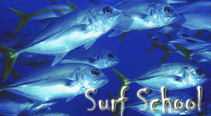Surf School