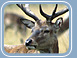 Red Deer