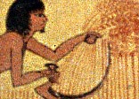 Detail from a New Kingdom tomb painting, showing the harvest being gathered.
