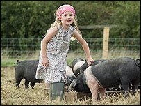 girl feeding pigs