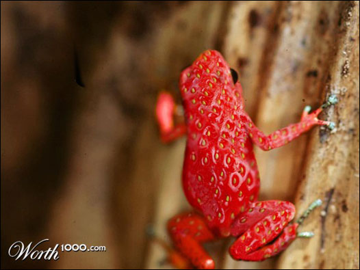 Sapo morango