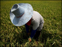Agricultura