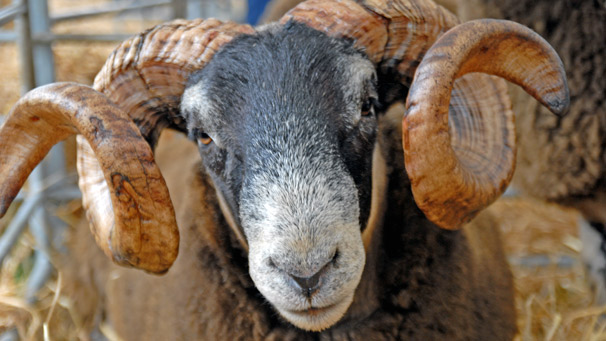T & M Patterson's Blackface sheep was very popular with photographers due to its distinctive features.