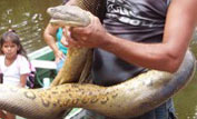 Green Anaconda