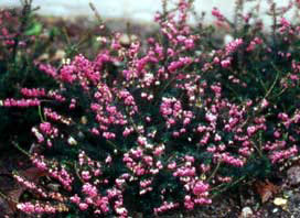 Erica carnea