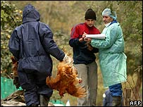  مرغیوں کا خاتمہ