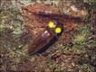 Foto: NPL/Extreme Insects/HarperCollins