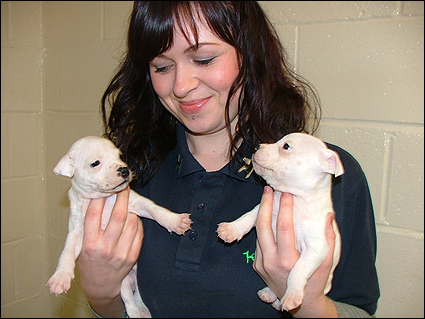Cherri with 2 puppies.