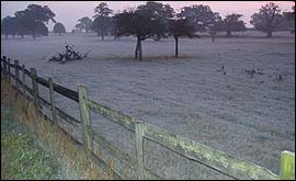Windsor Great Park early morning