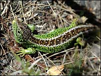 Sand lizard