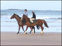 Horses on beach