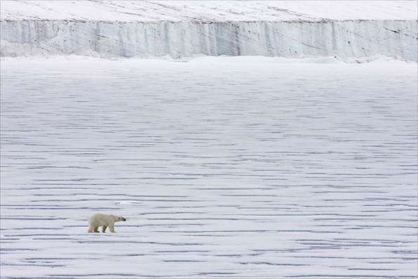 Polar bear by Sue Flood