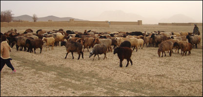 دڅارويواسهالات