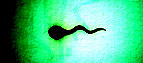 sperm