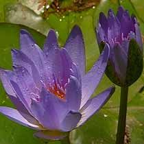Nymphaea caerulea