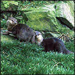 Otters in their natural environment