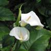 Arum lily