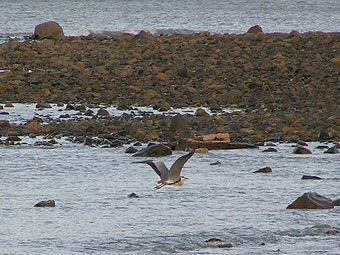 Crëyr Glas ar draeth Trefor.
