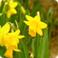 Daffodils