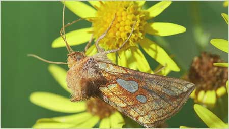 Lemkes Gold c/o Jaybee and NE Wildlife